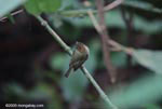 Scale-crested Pygmy-tyrant