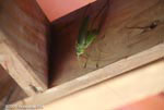 Giant green katydid