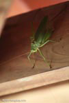 Giant green katydid