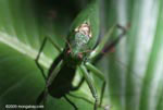 Giant red-eyed green katydid