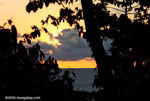 Sunset over the Pacific as seen through the Osa peninsula rainforest