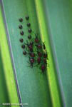 Red and black insects hatching out their eggs