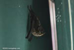 Greater sac-winged bat (Saccopteryx bilineata)