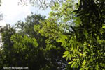Canopy of the Osa Peninsula rainforest