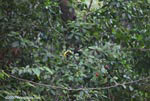 Chestnut-mandibled Toucan (Ramphastos swainsonii)