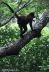 Spider monkey with a baby on its back