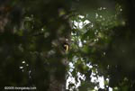 Chestnut-mandibled Toucan in a tree hollow