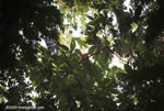 Central American Squirrel Monkey (Saimiri oerstedii)
