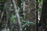 Central American Dwarf Squirrel (Microsciuris alfari)