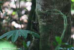 Alfaro's Pygmy Squirrel (Microsciuris alfari)
