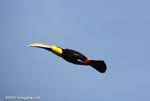 Swainson's Toucan (Ramphastos swainsonii) in flight