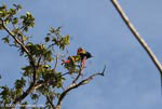 Scarlet macaws atop a cecropia tree