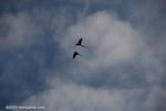 Scarlet macaws in flight