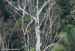 Scarlet macaws nesting in a tree hollow