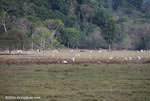 Cattle grazing on pasture adjacent to rainforest in Costa Rica
