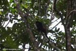 Mantled Howler (Alouatta palliata) or Golden-mantled Howling Monkey