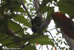 Mantled Howler (Alouatta palliata) or Golden-mantled Howling Monkey