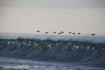 Brown Pelicans (Pelecanus occidentalis) in flight over crashing surf