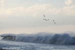 Brown Pelicans (Pelecanus occidentalis) in flight over crashing surf