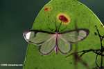 Transparent moth, Costa Rica