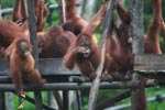 Baby Orangutan accidentally drops its food