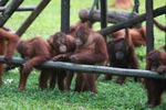 Young Orangutans learning to using tools [kalimantan_0574]