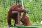 One Orangutan helps another on the seesaw [kalimantan_0607]