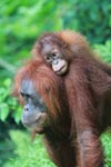 Mama Orangutan Carrying Baby [sumatra_0083]