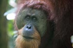 Orangutan with Large Face Plate