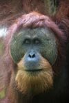 Orangutan with Large Face Plate [sumatra_0371]