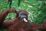 Orangutan with a leaf in its mouth