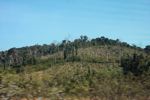 Deforestation in Bokeo