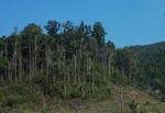 Deforestation in Bokeo