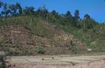 Forest clearing for a rubber plantation