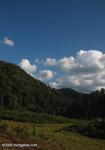 Lao forest