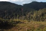 Forest clearing in Laos