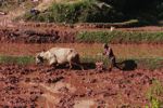 Man plowing a rice field with an ox
