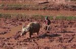 Man plowing a rice paddy using an ox