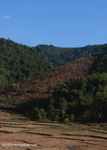 Deforestation and dry rice paddies