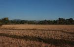 Dry rice field in Luang Namtha District