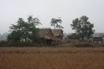 Senum in a rice paddy