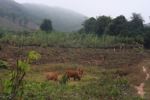 Cattle grazing on pasture in Laos