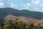 Deforestation for a rubber plantation in Laos
