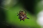 Thorn spider