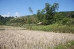 Dry rice field