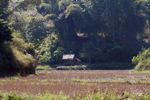 Hut near a rice field