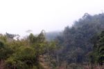 Luang Namtha forest