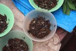 River insects in a bowl as food in the Luang Prabang morning market