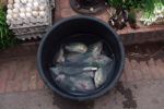 Bucket of fish