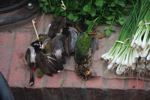 Dead song birds for sale in the Luang Prabang morning market